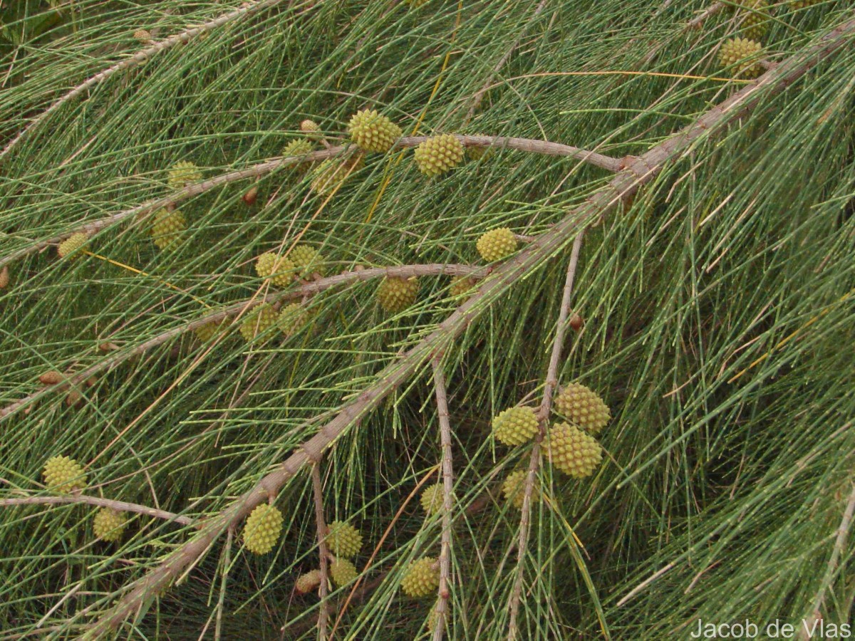 Casuarina equisetifolia L.
